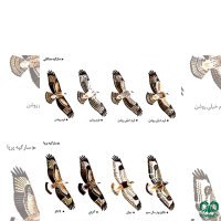 گونه سارگپه پرپا Rough-legged Buzzard